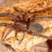 Drassodes sp