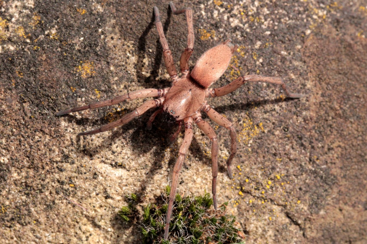 Drassodes lapidosus (Walckenaer, 1802) - Drassode lapidicole (femelle)