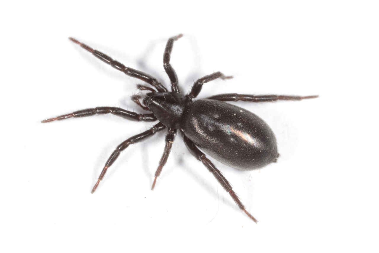 Drassyllus sp 