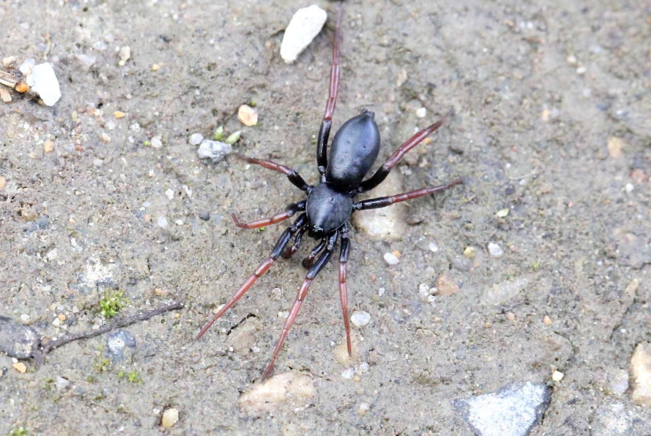 Trachizelotes pedestris (C.L. Koch, 1837) - Zélote pédestre (mâle)