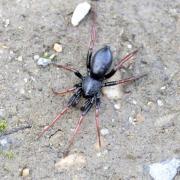 Trachizelotes pedestris (C.L. Koch, 1837) - Zélote pédestre (mâle)