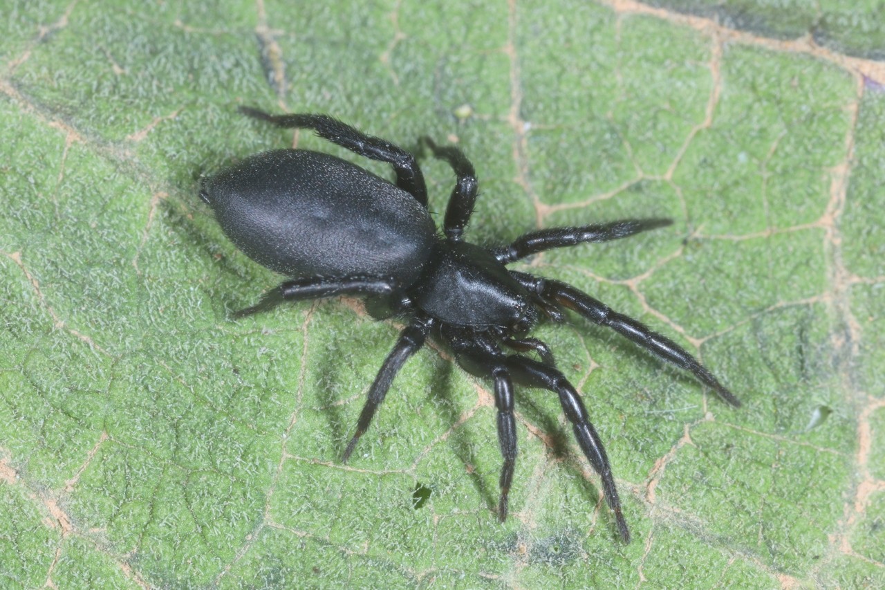 Zelotes sp