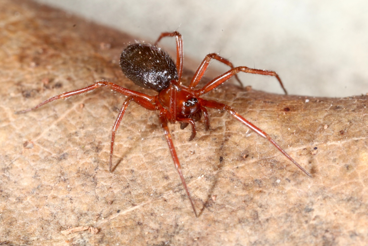 Centromerus sylvaticus (Blackwall, 1841) (femelle)