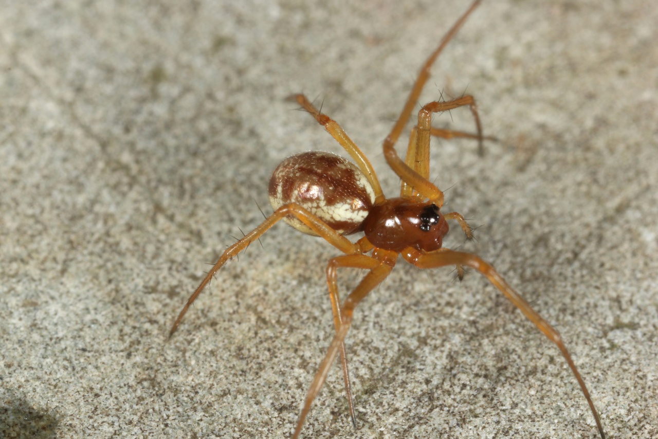 Linyphia hortensis Sundevall, 1830 - Linyphie des jardins (femelle)