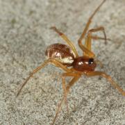 Linyphia hortensis Sundevall, 1830 - Linyphie des jardins (femelle)