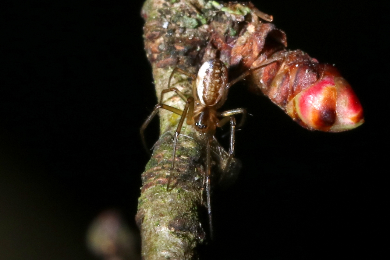 Neriene peltata (Wider, 1834) (femelle)