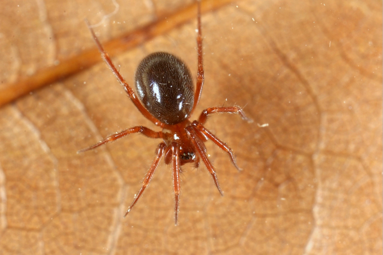 Centromerus sylvaticus (Blackwall, 1841) (femelle)