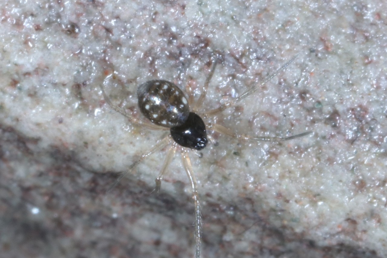 Lepthyphantes sp 