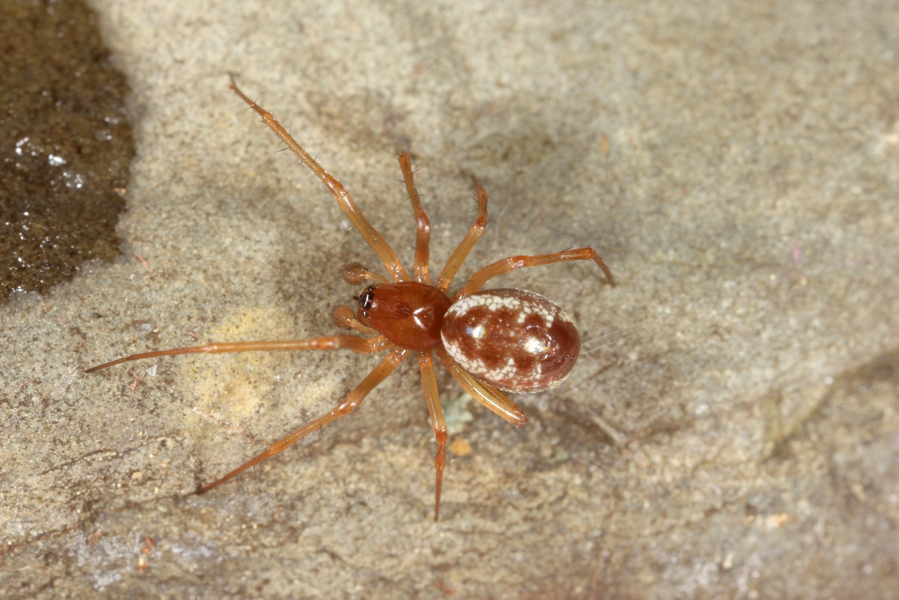 Linyphia hortensis Sundevall, 1830 - Linyphie des jardins (mâle)