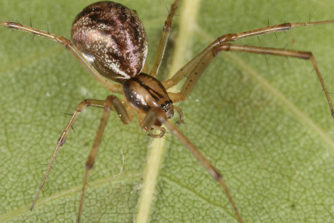 Linyphia triangularis (Clerck, 1758) - Linyphie triangulaire (femelle)