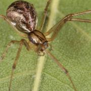 Linyphia triangularis (Clerck, 1758) - Linyphie triangulaire (femelle)