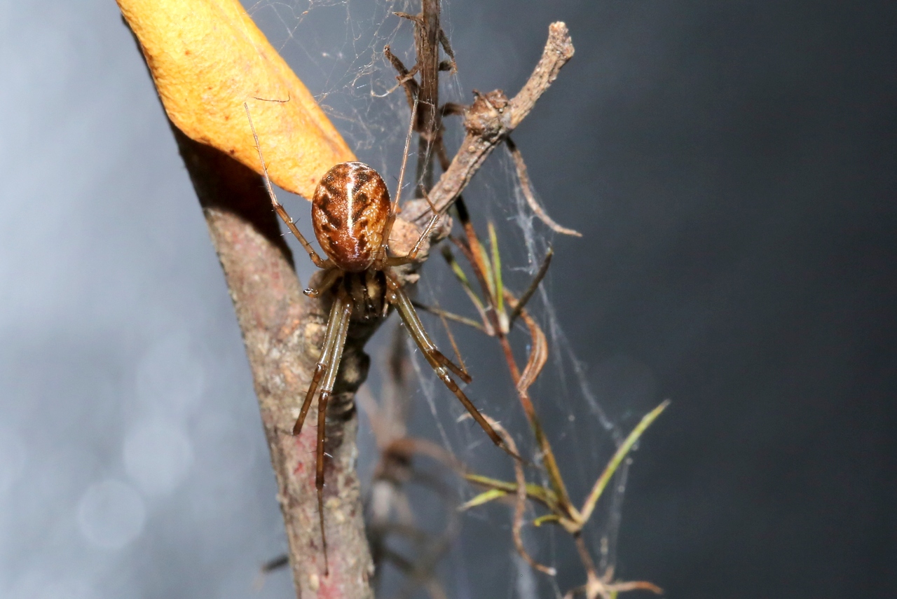 Linyphia triangularis (Clerck, 1758) - Linyphie triangulaire (femelle)