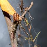 Linyphia triangularis (Clerck, 1758) - Linyphie triangulaire (femelle)