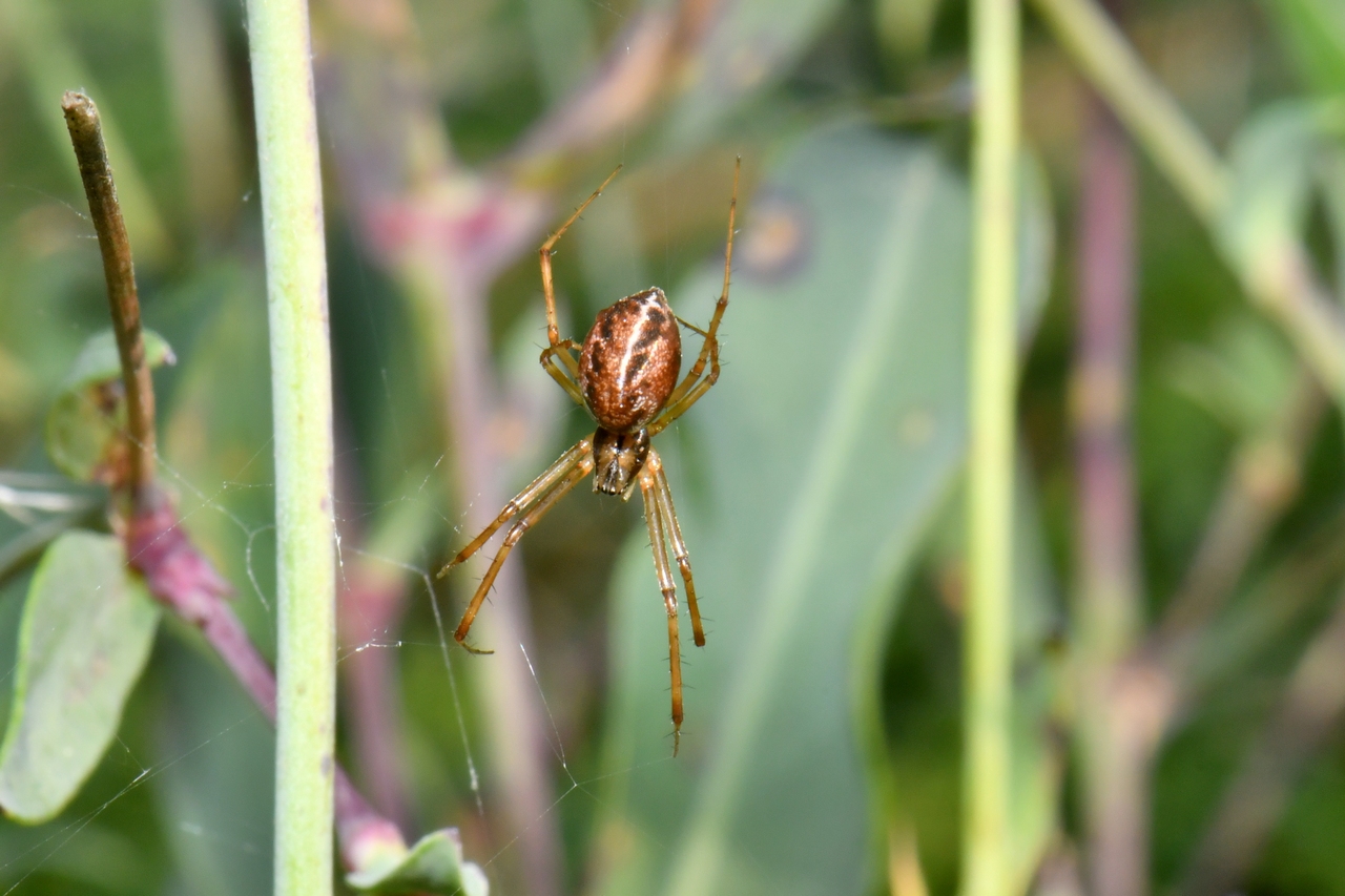 Linyphia triangularis (Clerck, 1758) - Linyphie triangulaire (femelle)