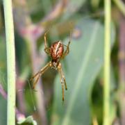 Linyphia triangularis (Clerck, 1758) - Linyphie triangulaire (femelle)