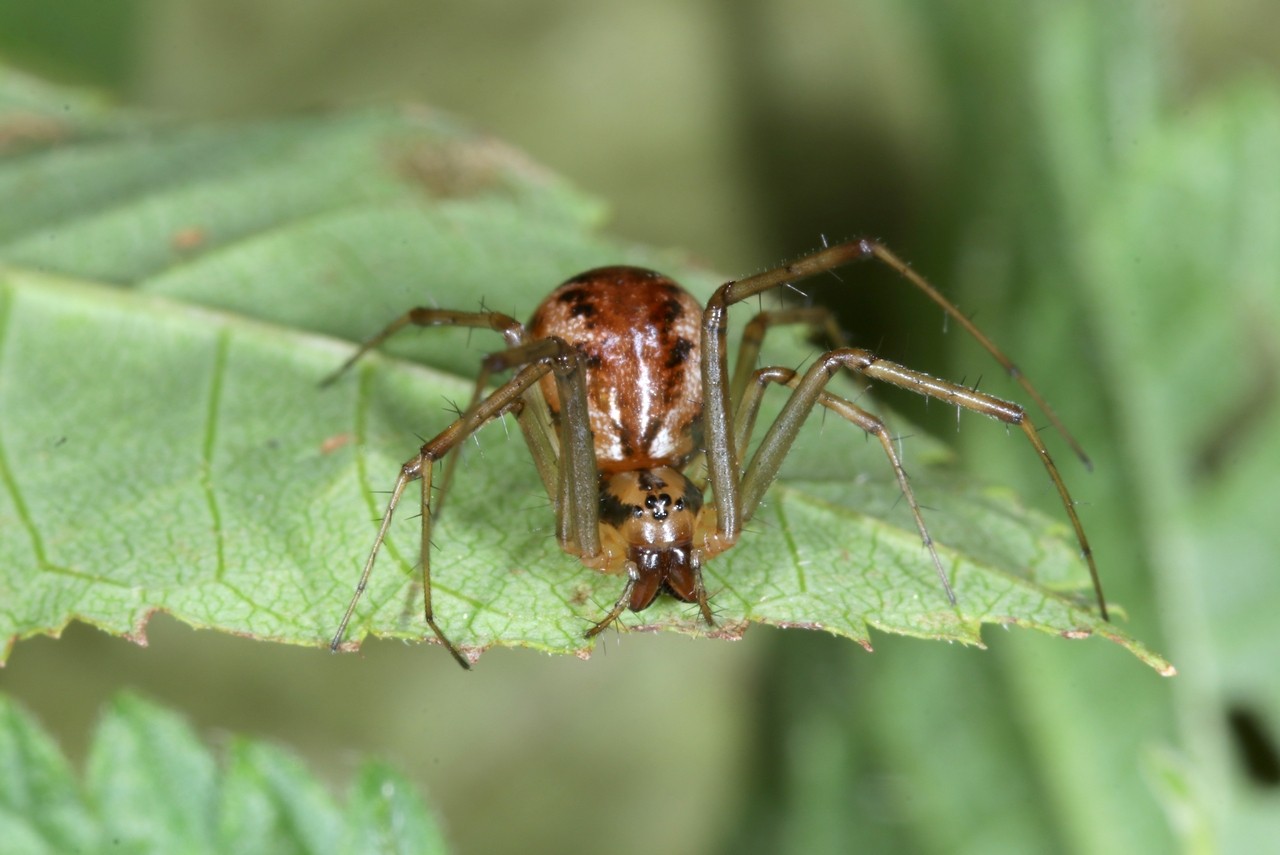 Linyphia triangularis (Clerck, 1758) - Linyphie triangulaire (femelle)