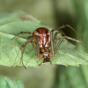 Linyphia triangularis (Clerck, 1758) - Linyphie triangulaire (femelle)