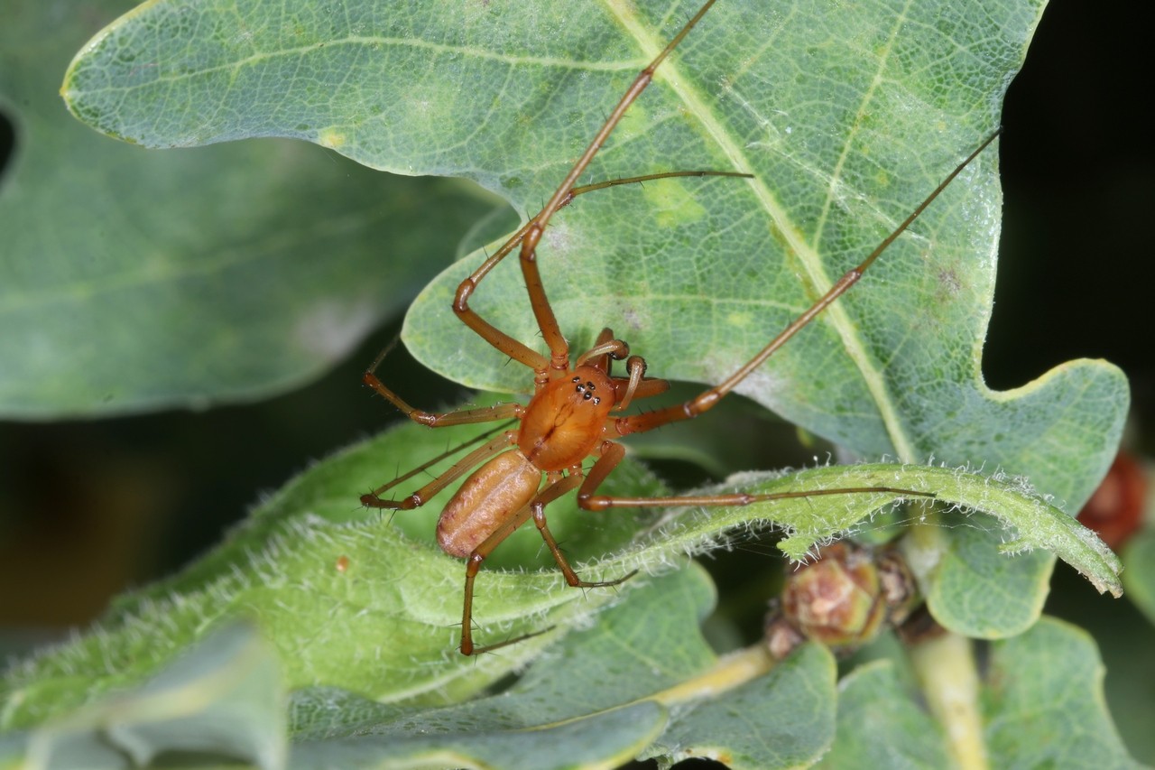 Linyphia triangularis (Clerck, 1758) - Linyphie triangulaire (mâle)