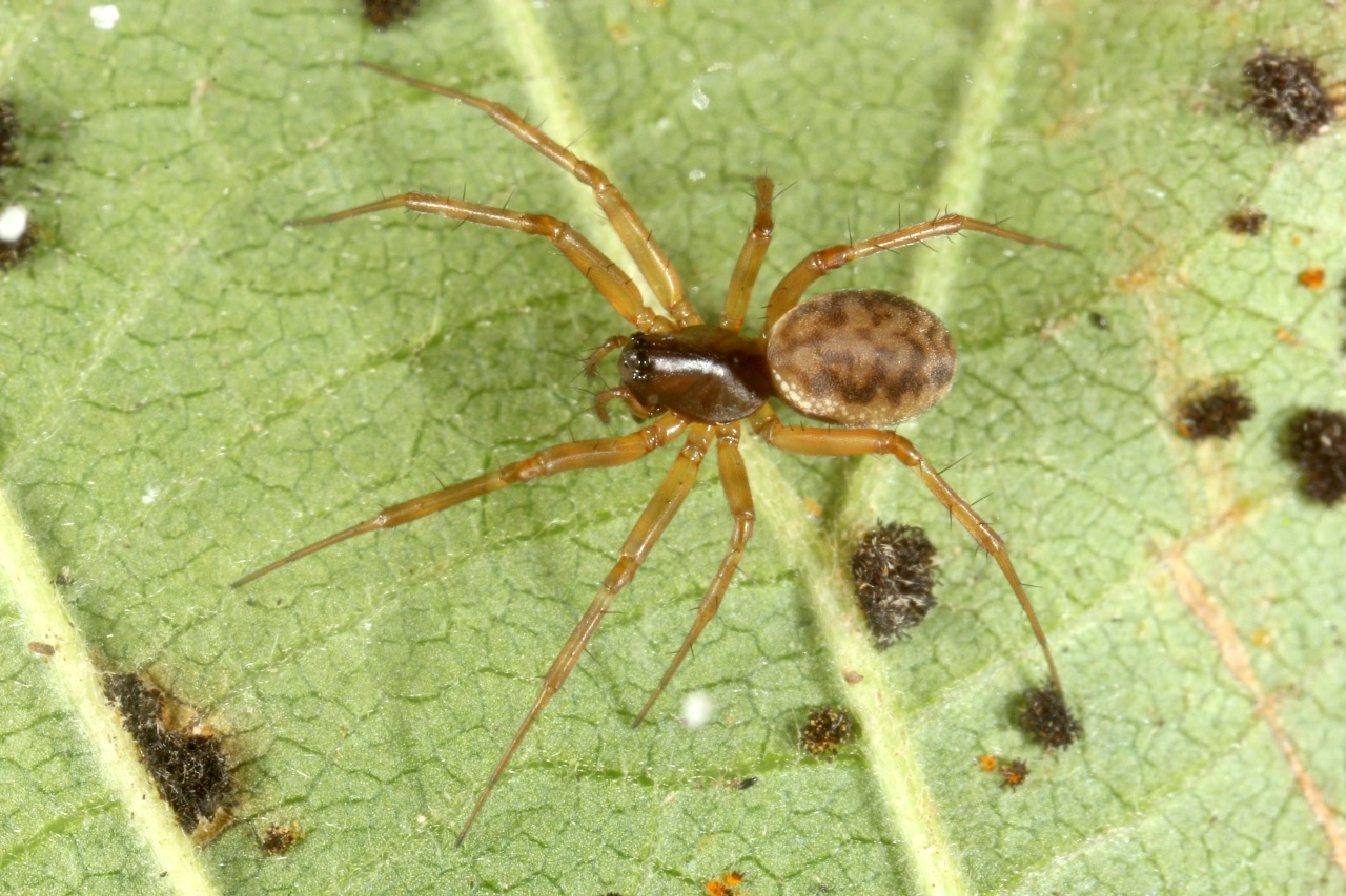 Neriene clathrata (Sundevall, 1830)  