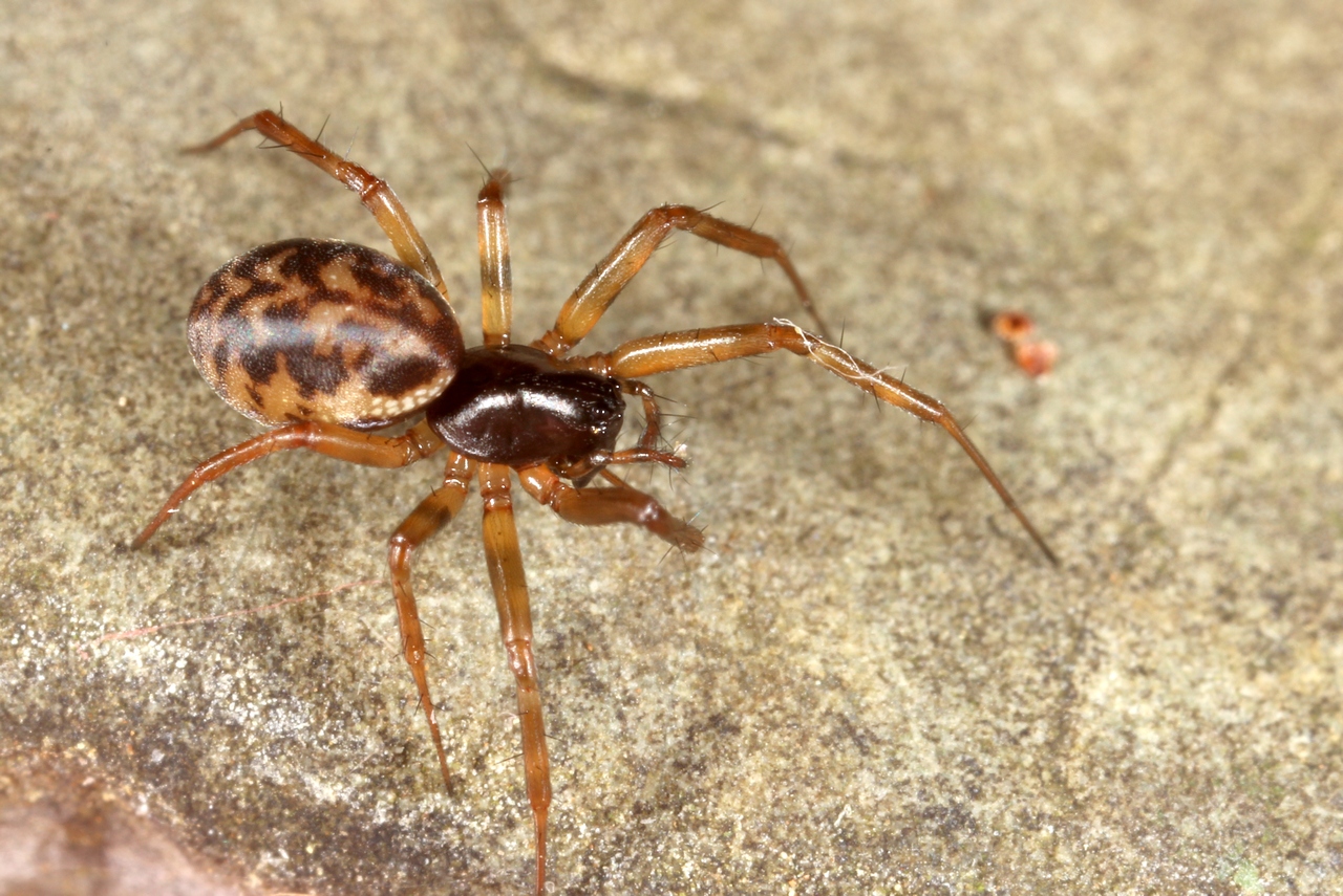 Neriene clathrata (Sundevall, 1830) (femelle)