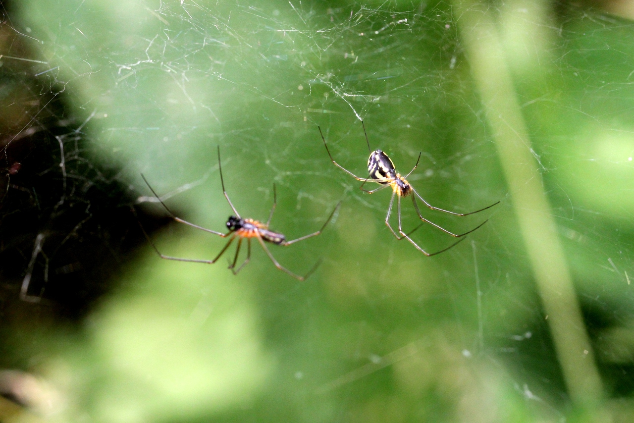 Neriene radiata (Walckenaer, 1841) (couple et parade d'approche)