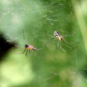 Neriene radiata (Walckenaer, 1841) (couple et parade d'approche)