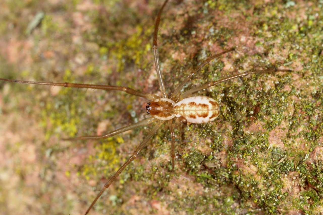  Neriene radiata (Walckenaer, 1841) (femelle)
