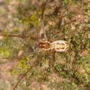  Neriene radiata (Walckenaer, 1841) (femelle)