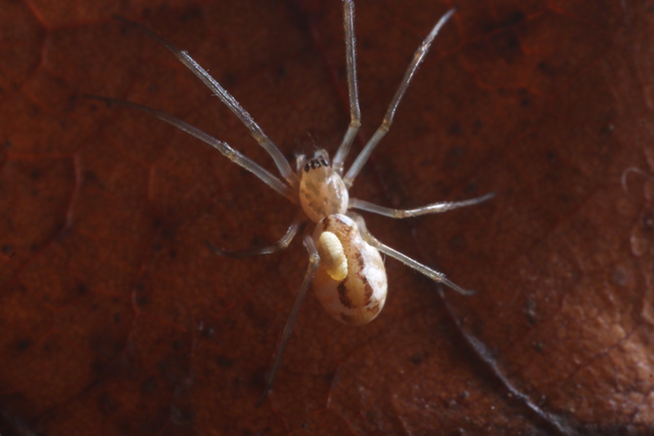 Neriene radiata (Walckenaer, 1841) (parasitée)