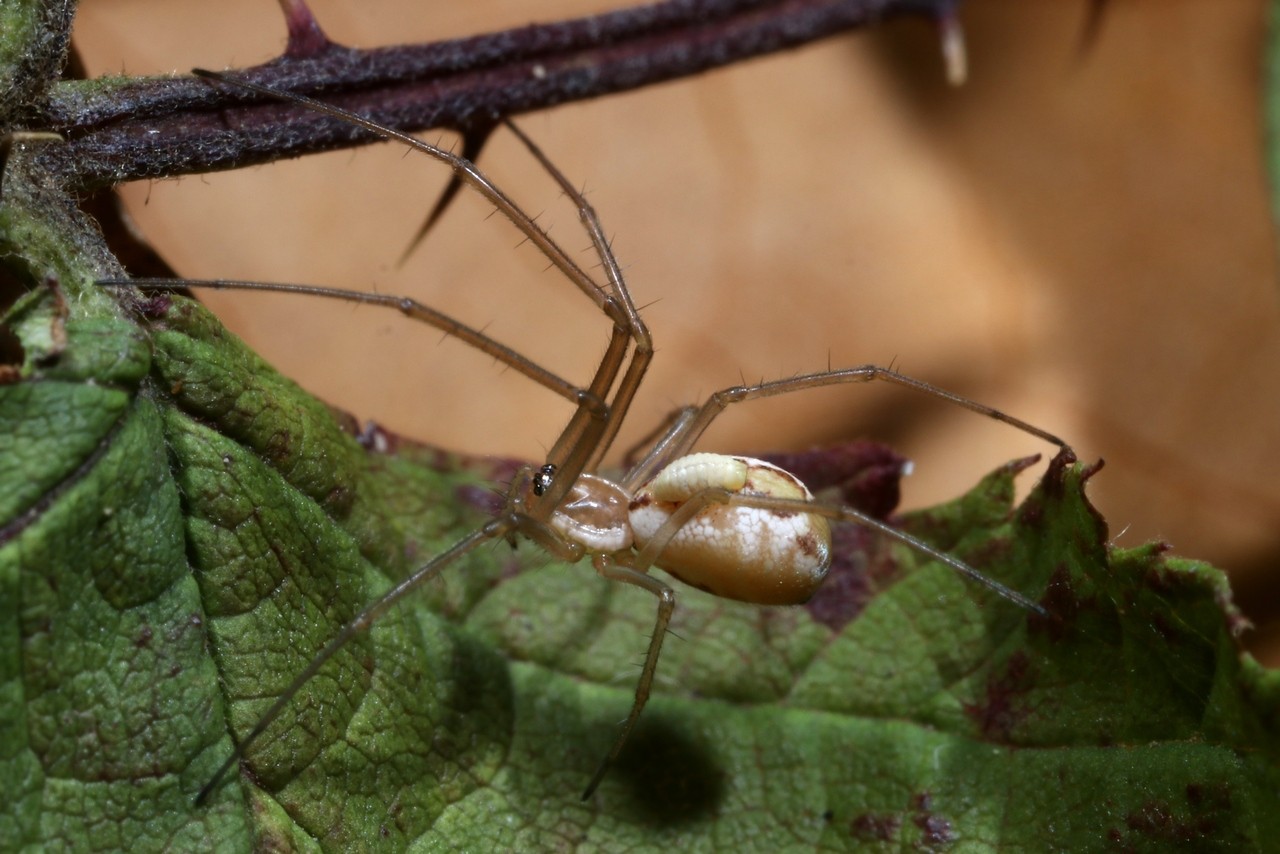 Neriene radiata (Walckenaer, 1841) (parasitée)