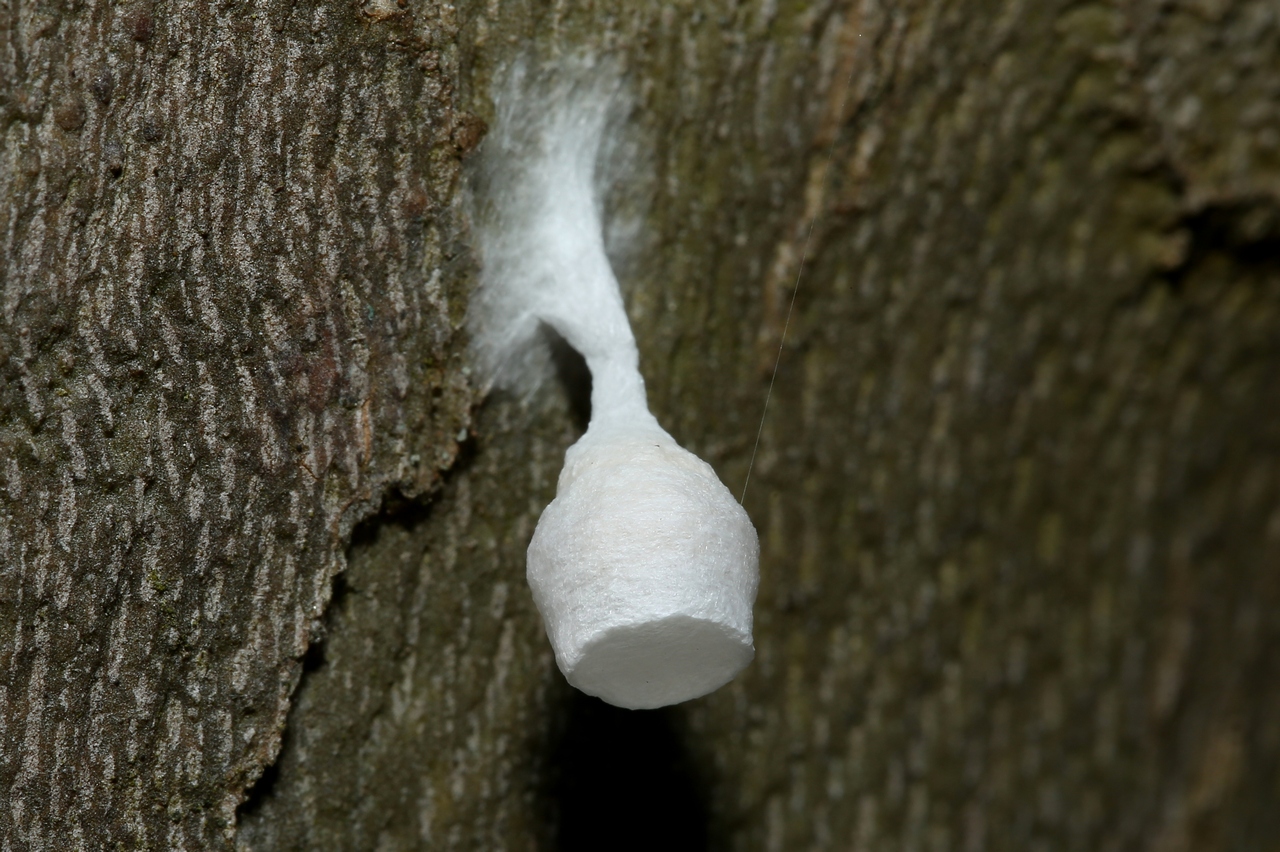 Agroeca sp (cocon Lanterne de Fée)