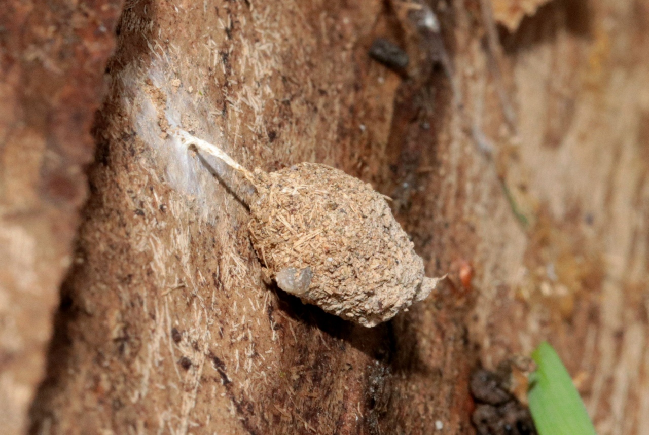 Agroeca sp (cocon Lanterne de Fée)