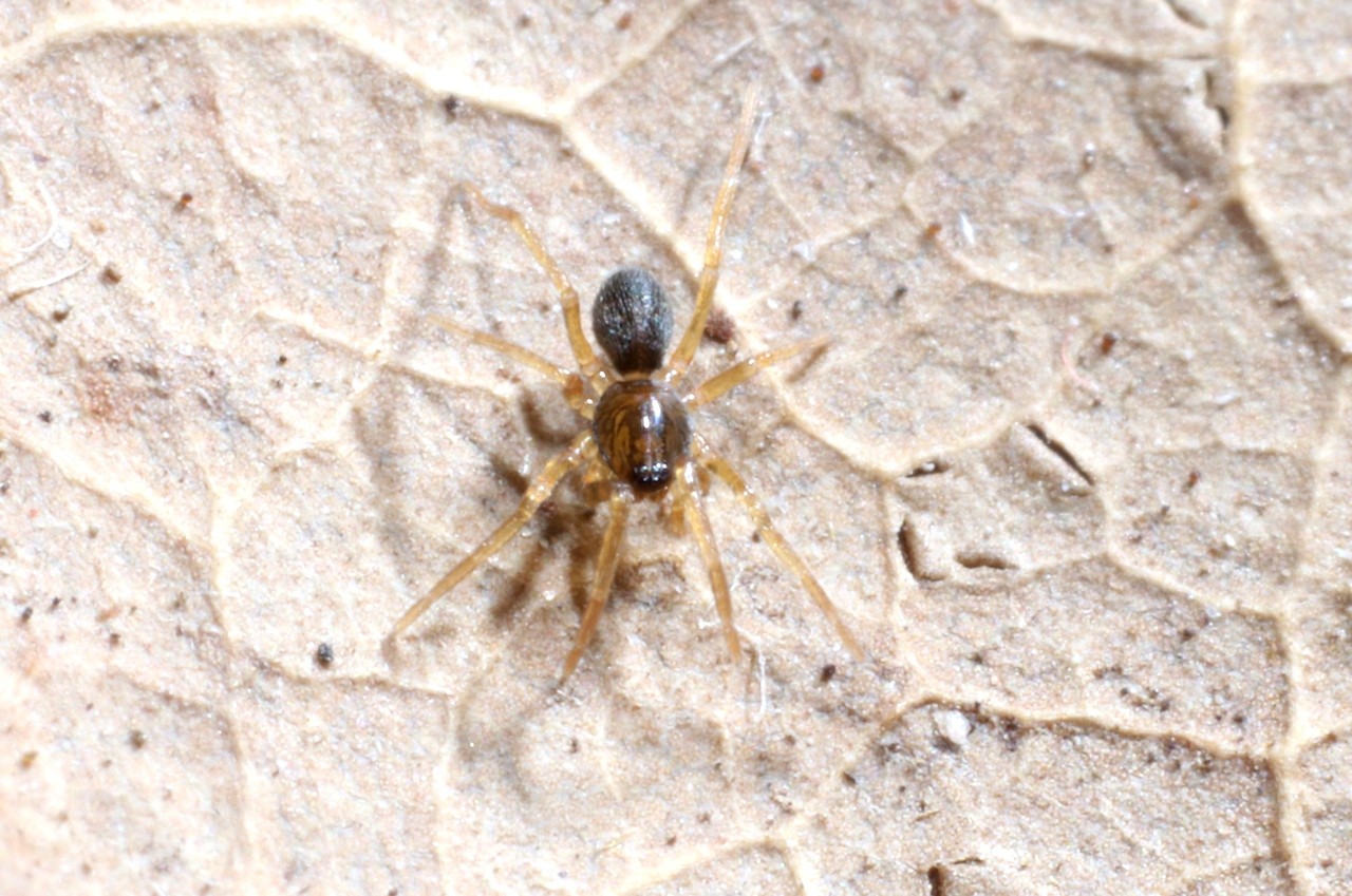 Scotina sp