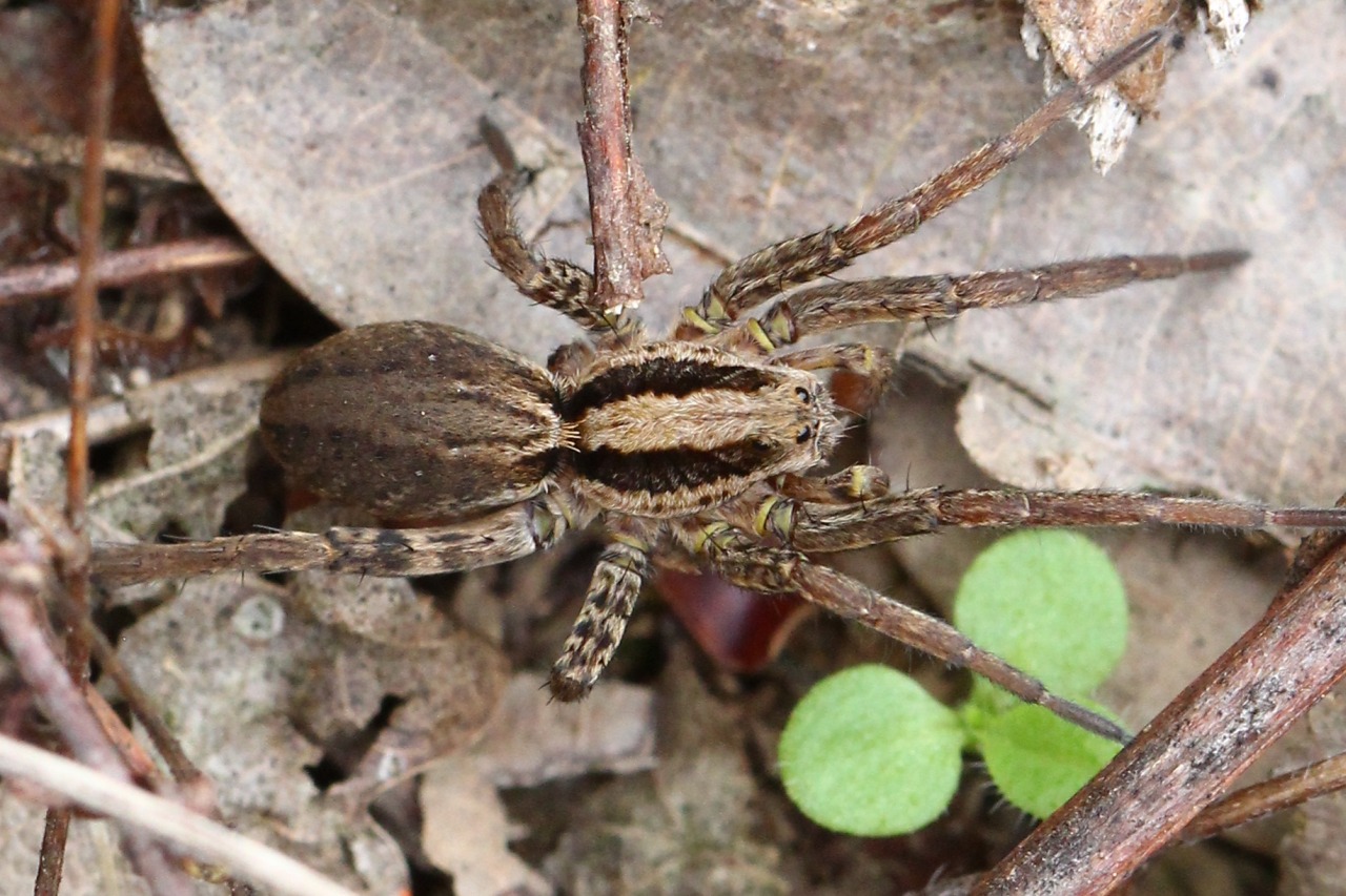 Alopecosa cuneata (Clerck, 1758) - Lycose renard cunéiforme (femelle)