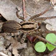 Alopecosa cuneata (Clerck, 1758) - Lycose renard cunéiforme (femelle)