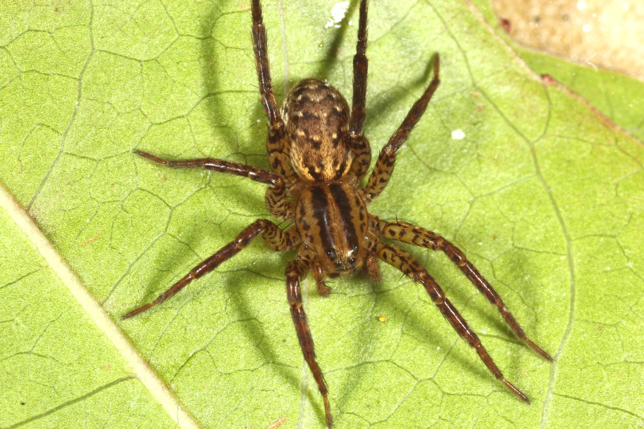 Hygrolycosa rubrofasciata (Ohlert, 1865) - Lycose rougeâtre (femelle)