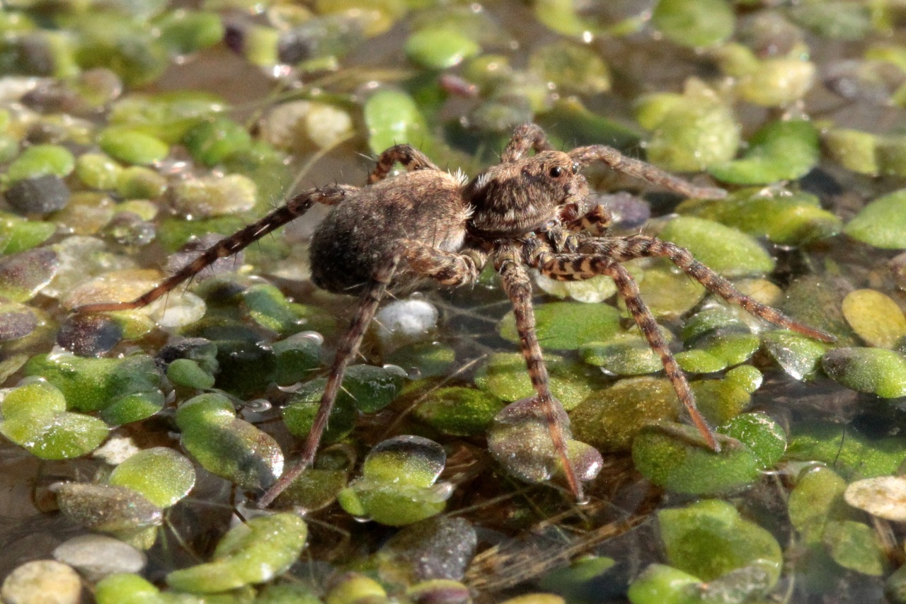 Pardosa amentata (Clerck, 1758) (femelle)