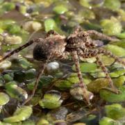 Pardosa amentata (Clerck, 1758) (femelle)