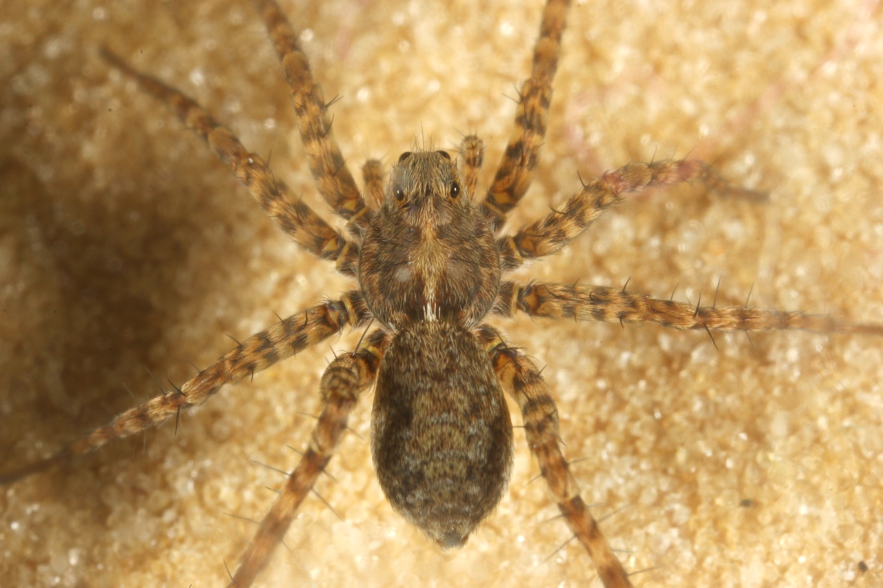 Pardosa gr hortensis amentata