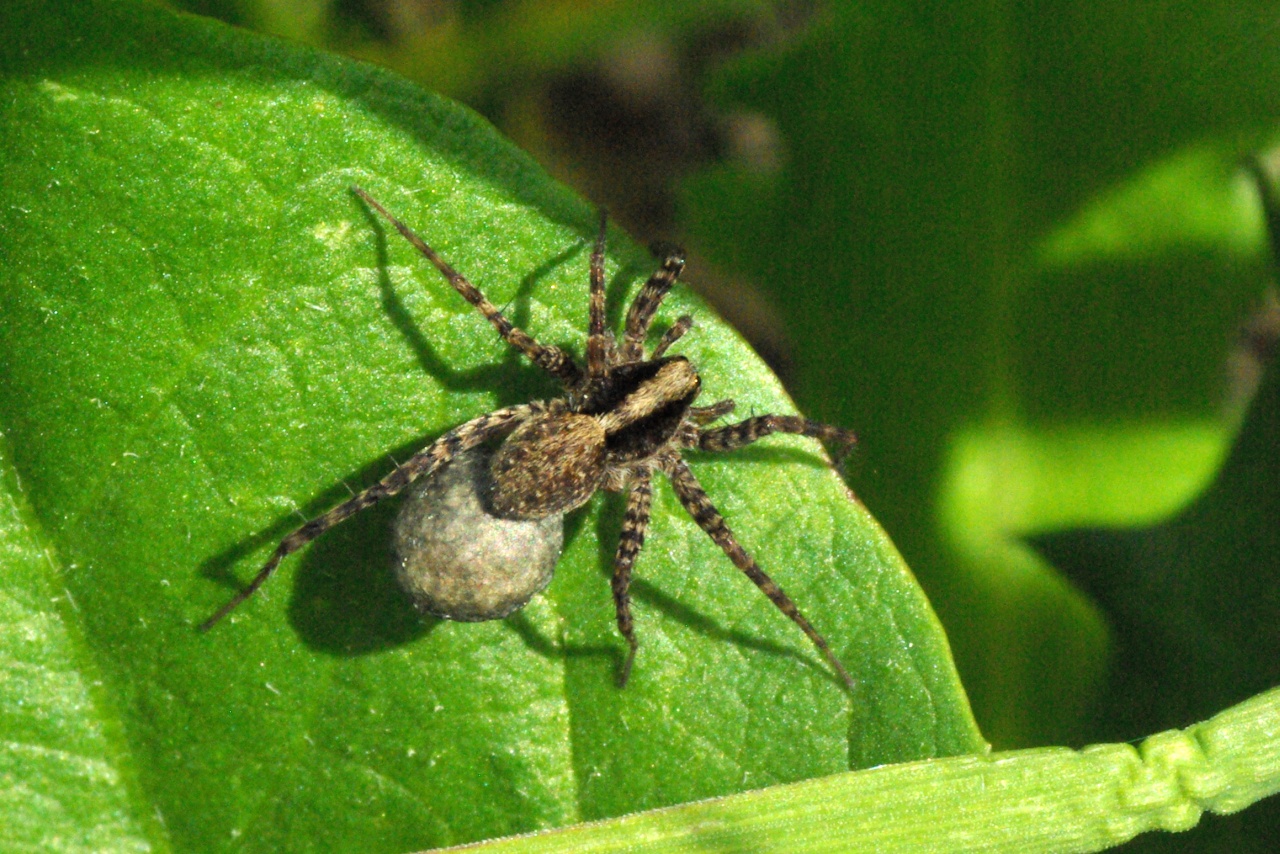 Pardosa lugubris (Walckenaer, 1802) (femelle)