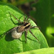 Pardosa lugubris (Walckenaer, 1802) (femelle)