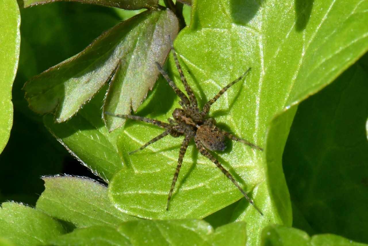 Pardosa hortensis (Thorell, 1872)