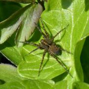 Pardosa hortensis (Thorell, 1872)