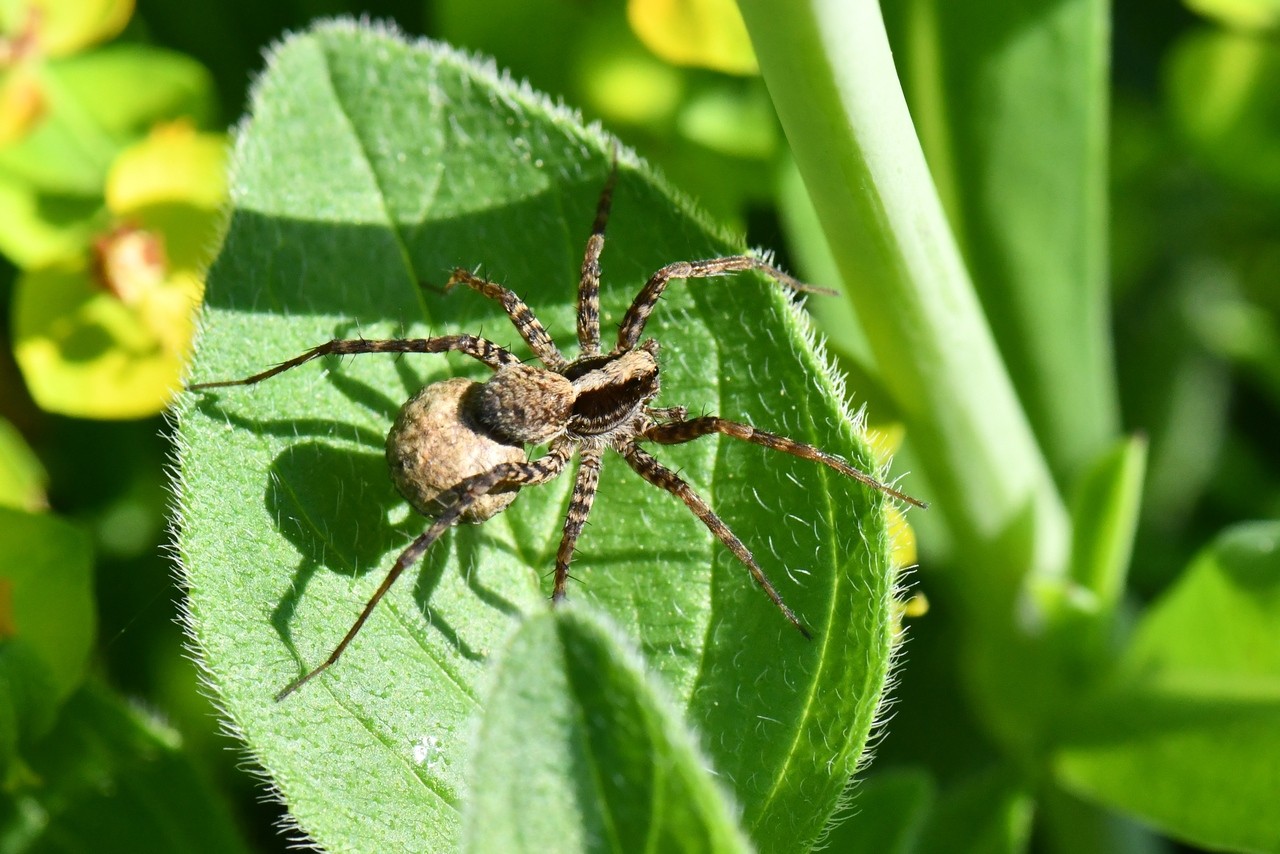 Pardosa lugubris (Walckenaer, 1802) (femelle)