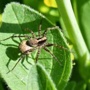 Pardosa lugubris (Walckenaer, 1802) (femelle)