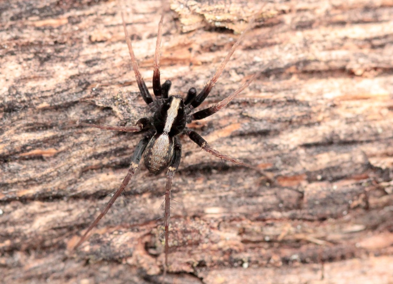 Pardosa lugubris (Walckenaer, 1802) (mâle)