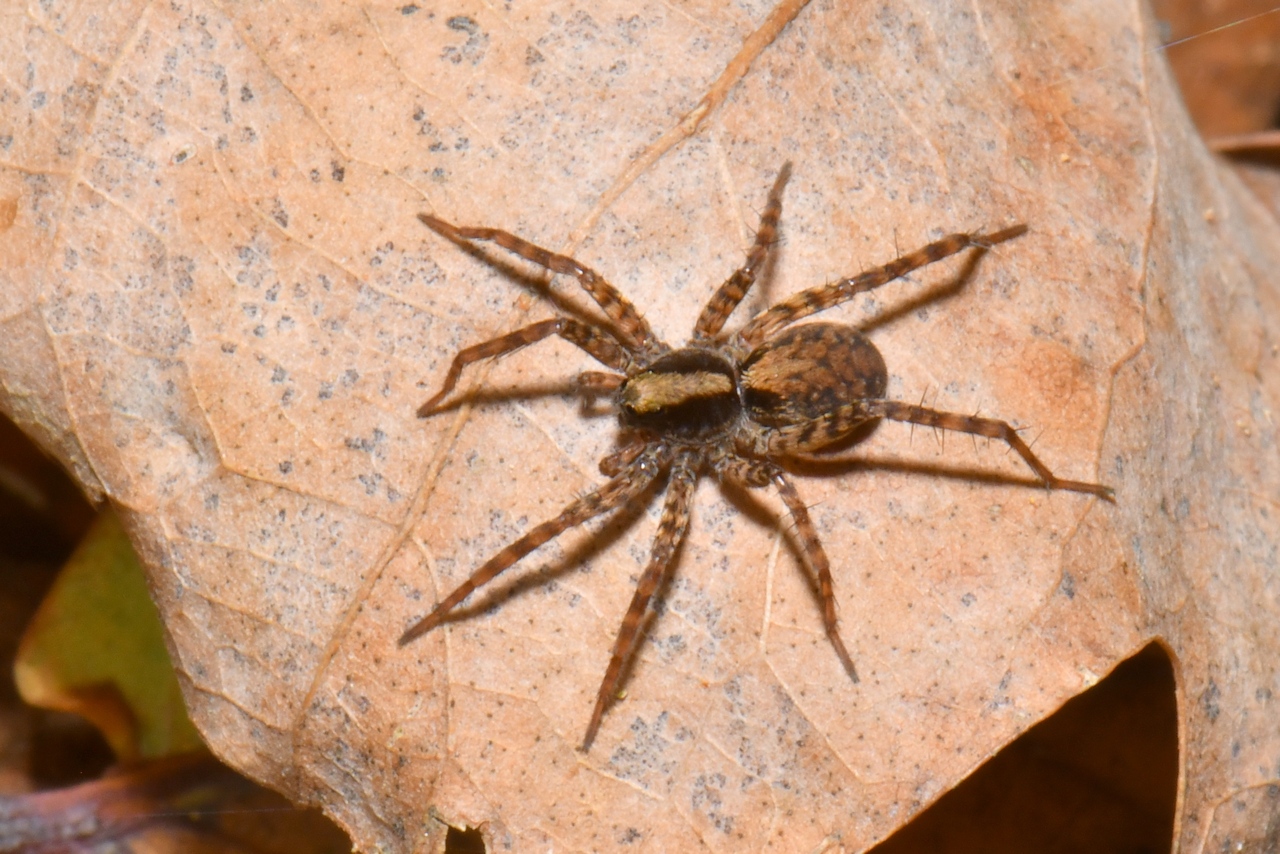 Pardosa sp