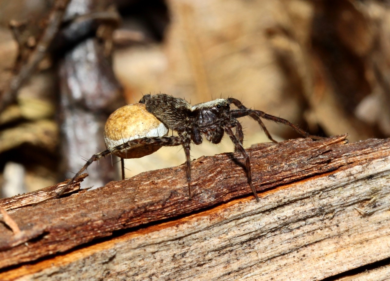 Pardosa sp (femelle portant son cocon) 