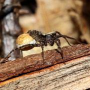 Pardosa sp (femelle portant son cocon) 