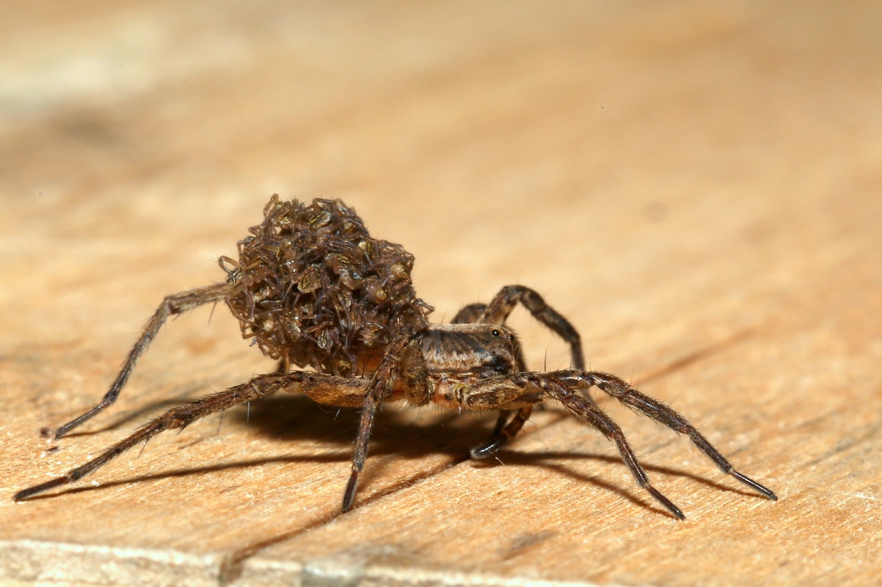 Pardosa sp (femelle et ses petits)